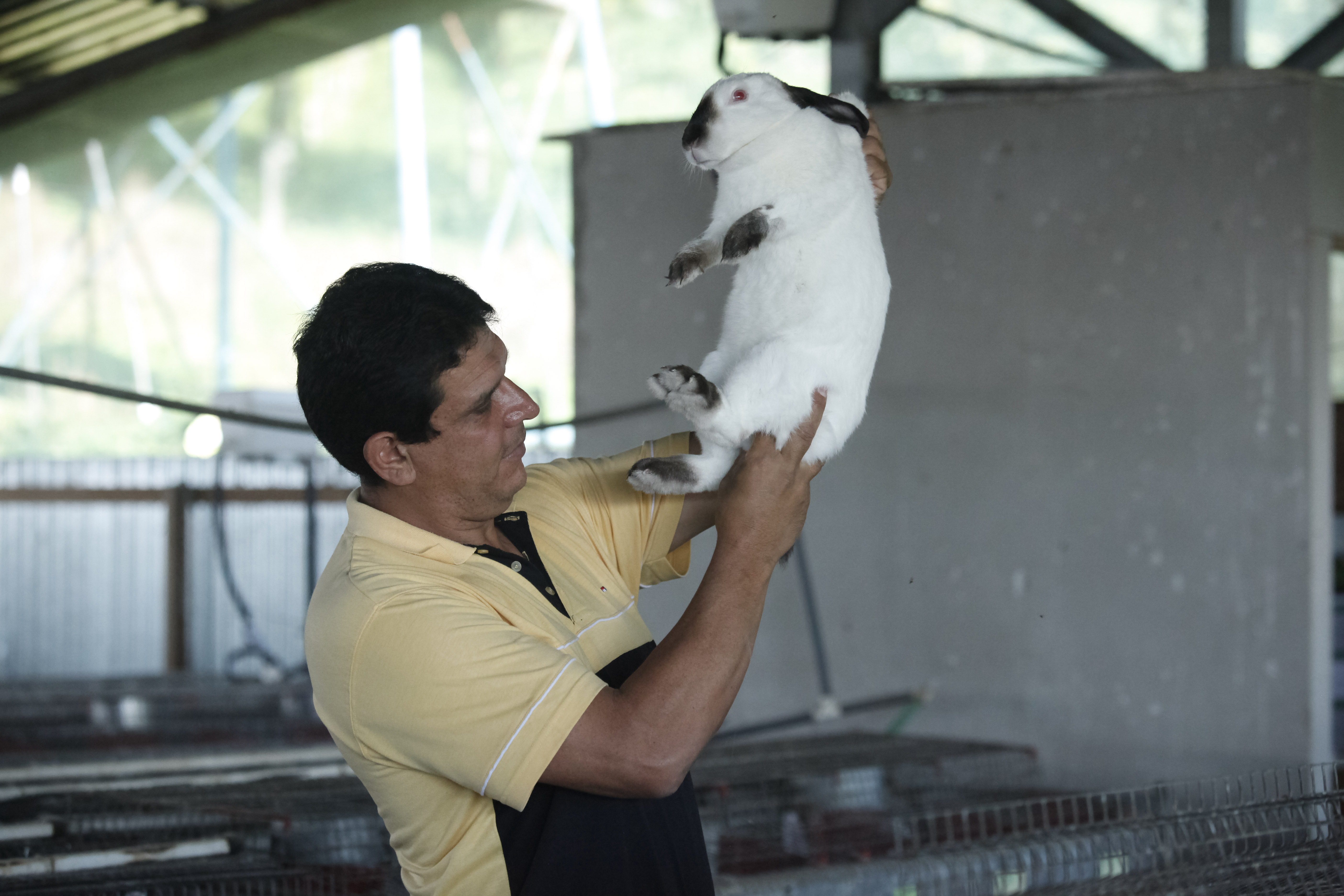Rabbits de Costa Rica es una de las empresas que apostó por producir y ...